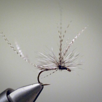 Fly’s Filet