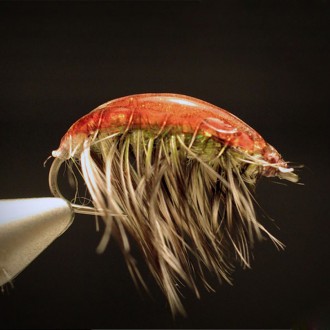 Gammarus Pulex