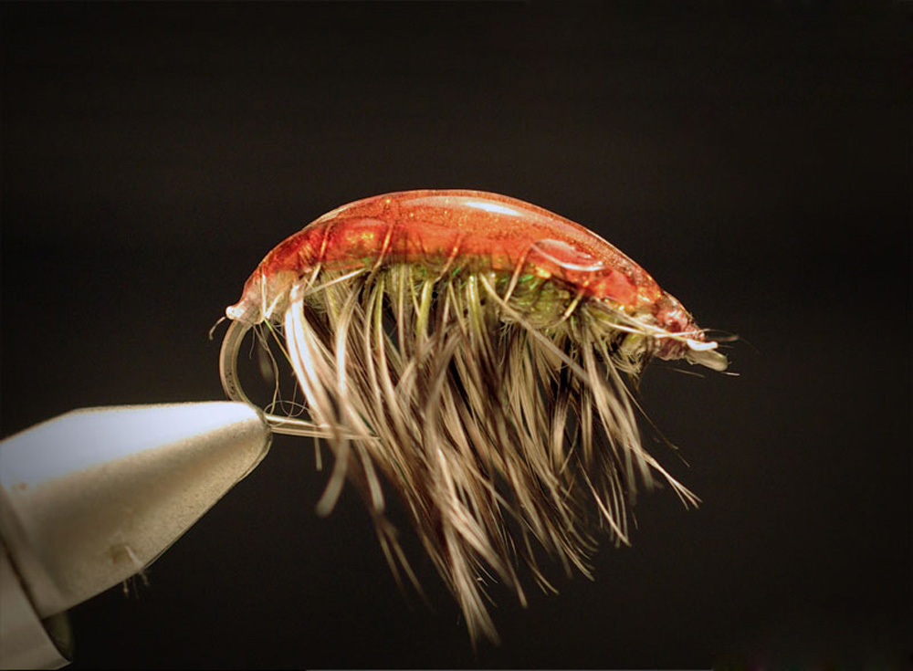 gammarus_pulex