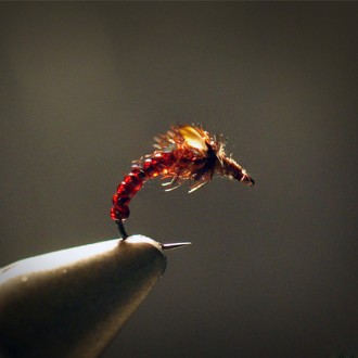 Jungle Mosquito